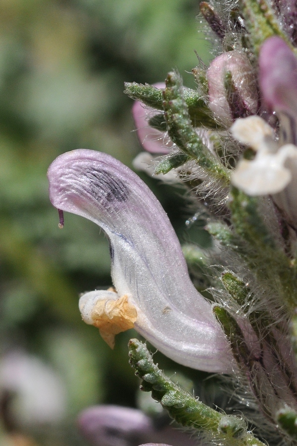 Image of Pedicularis violascens specimen.