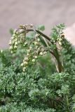 Thalictrum isopyroides. Верхушка цветущего растения. Южный Казахстан, гора 797.3 в 0.5 км западнее шоссе Корниловка-Пестели. 28.03.2013.