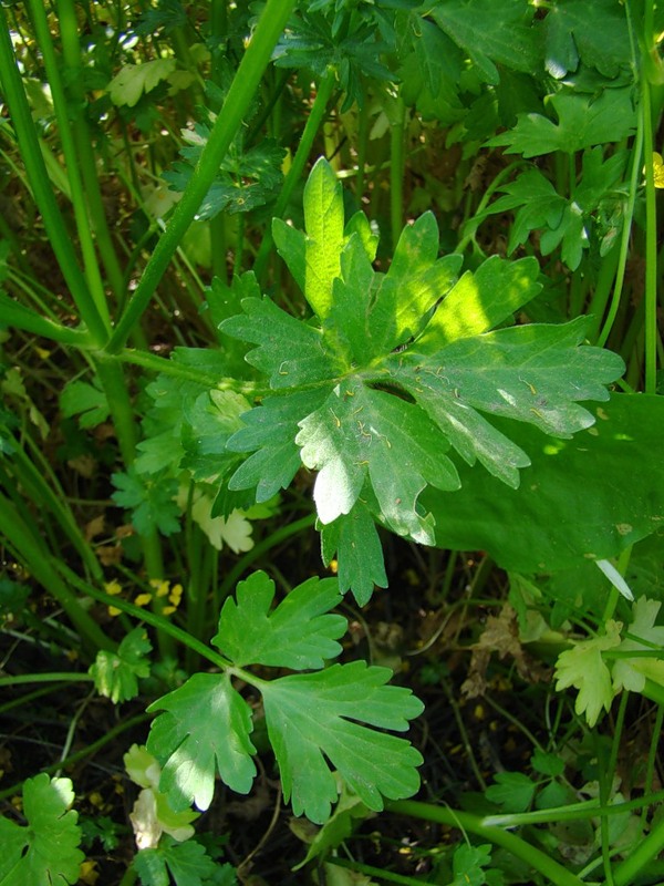 Image of Ranunculus sardous specimen.