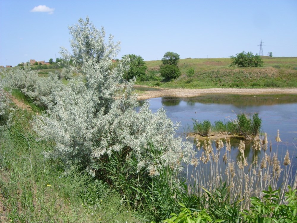 Изображение особи Elaeagnus angustifolia.