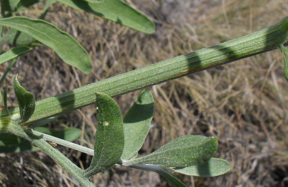 Image of Centaurea salonitana specimen.