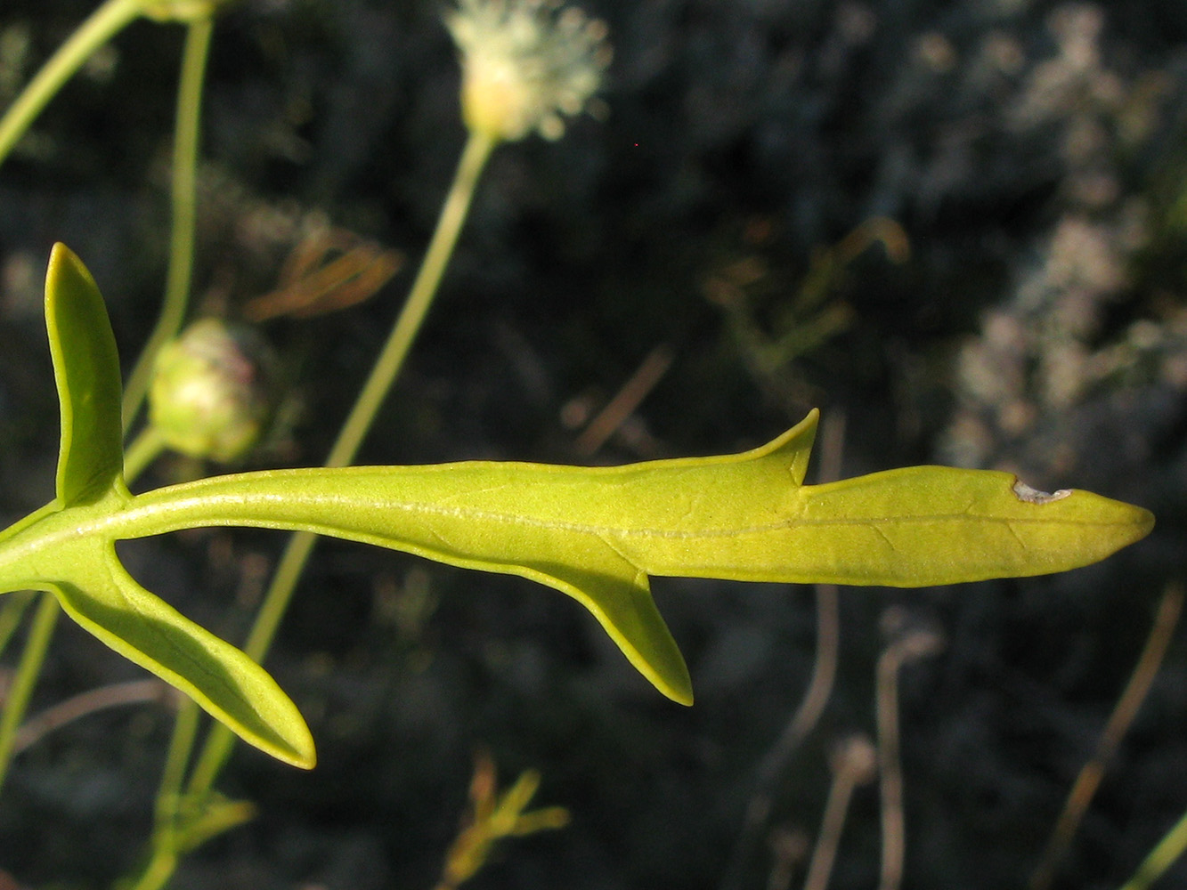 Image of Cephalaria coriacea specimen.