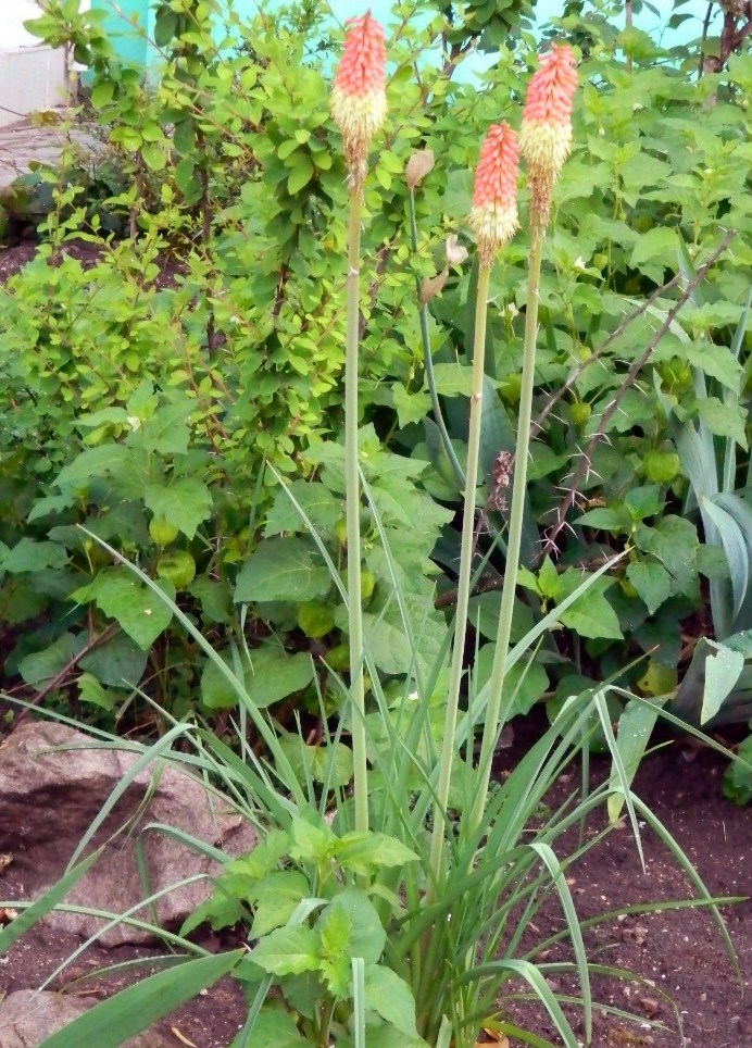 Изображение особи Kniphofia uvaria.