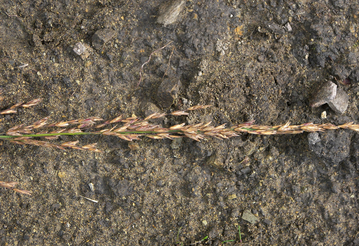 Image of Molinia caerulea specimen.