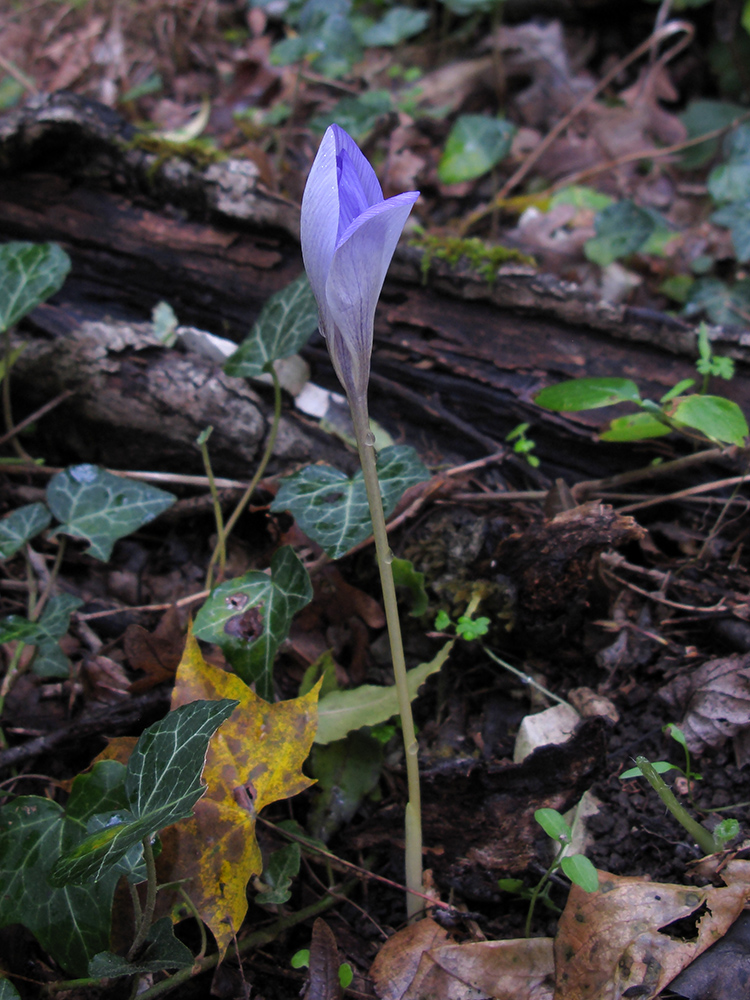 Изображение особи Crocus speciosus.