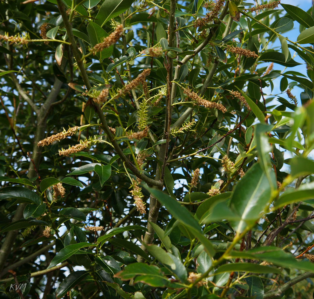 Image of genus Salix specimen.