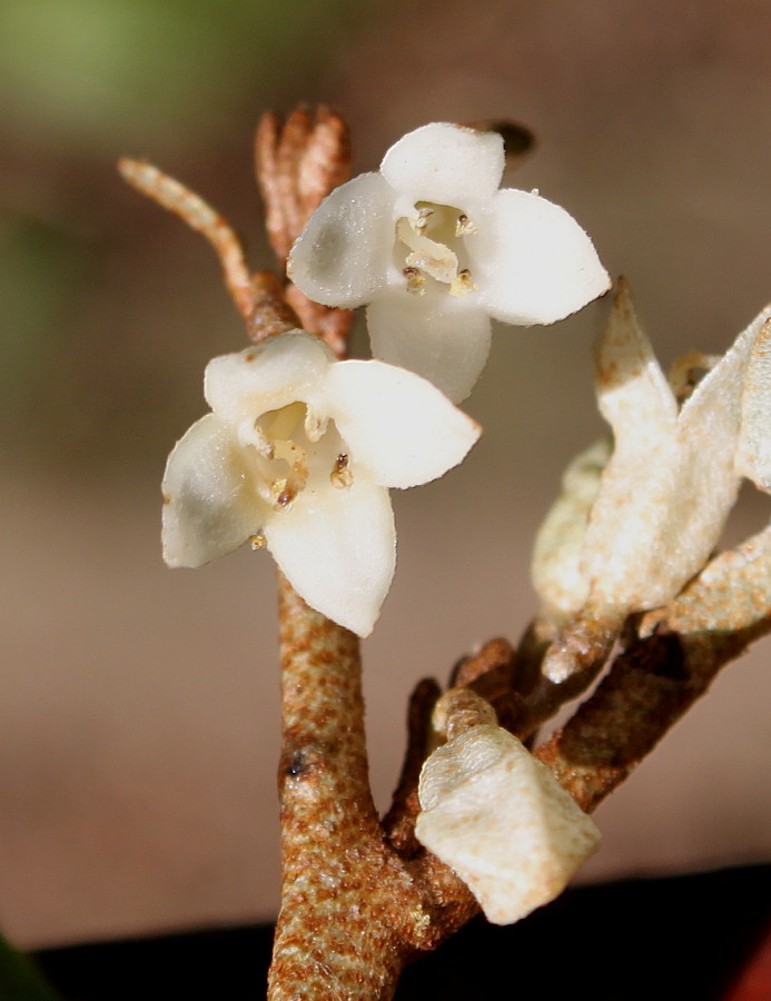 Image of Elaeagnus pungens specimen.