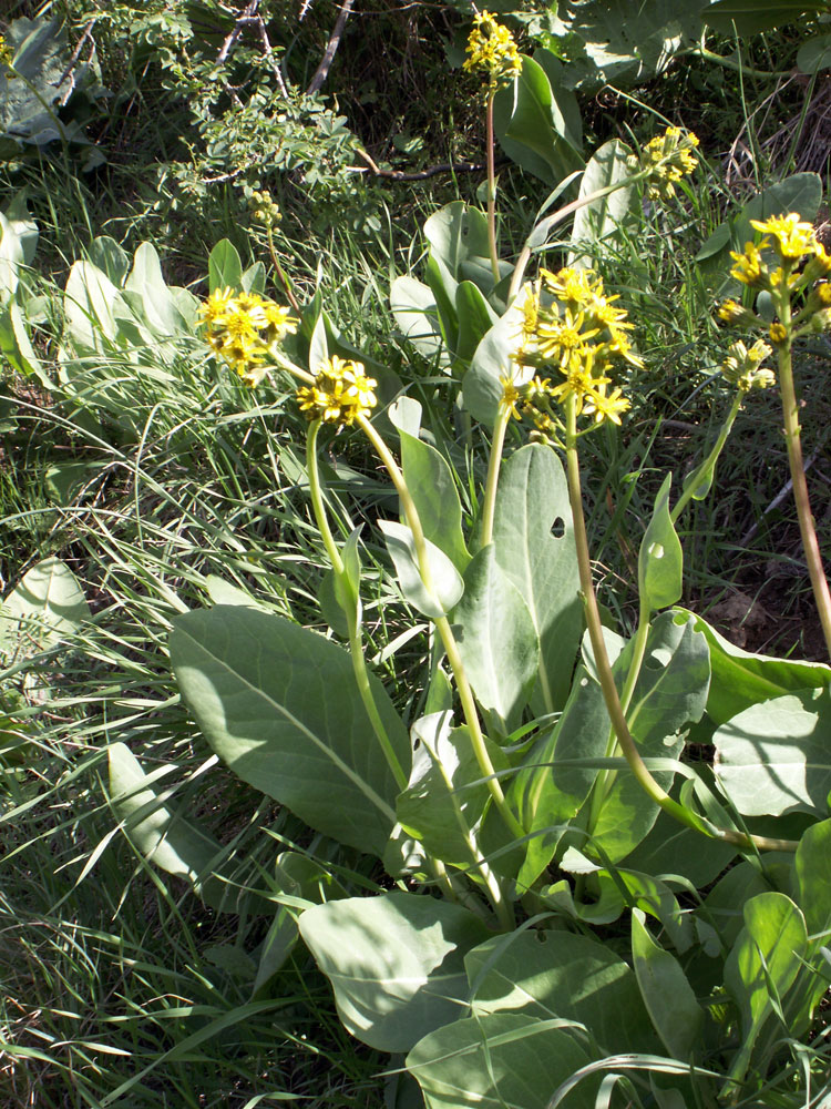 Изображение особи Ligularia alpigena.