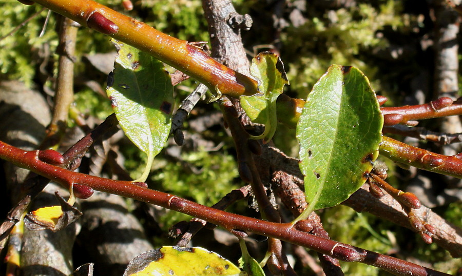 Image of Salix apoda specimen.