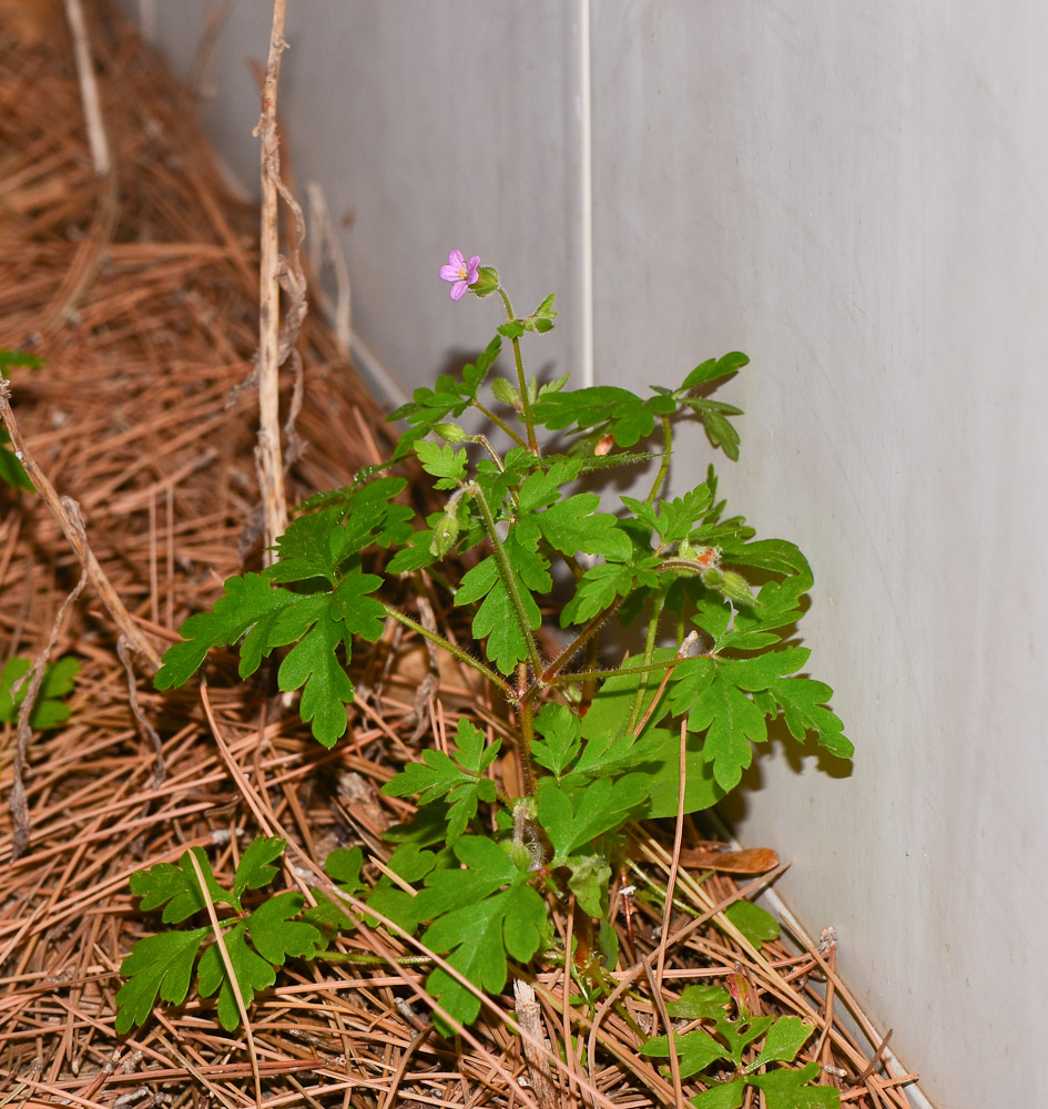 Изображение особи Geranium robertianum.