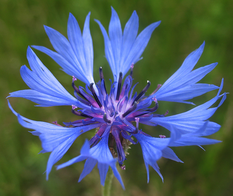 Image of Centaurea cyanus specimen.