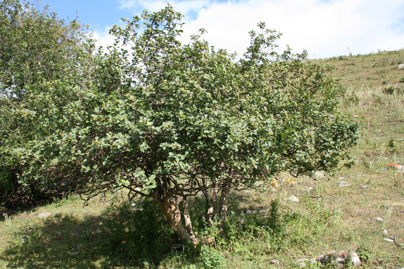 Image of Crataegus chlorocarpa specimen.