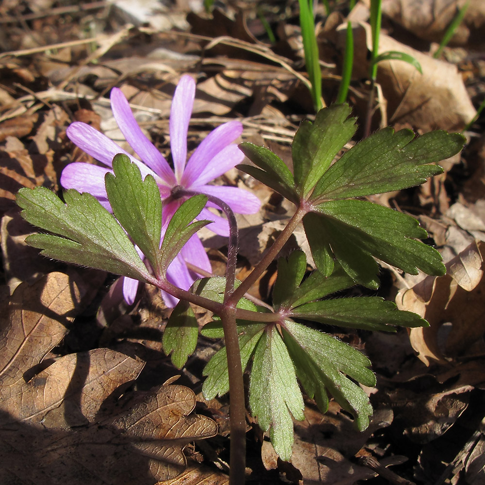 Image of Anemone banketovii specimen.