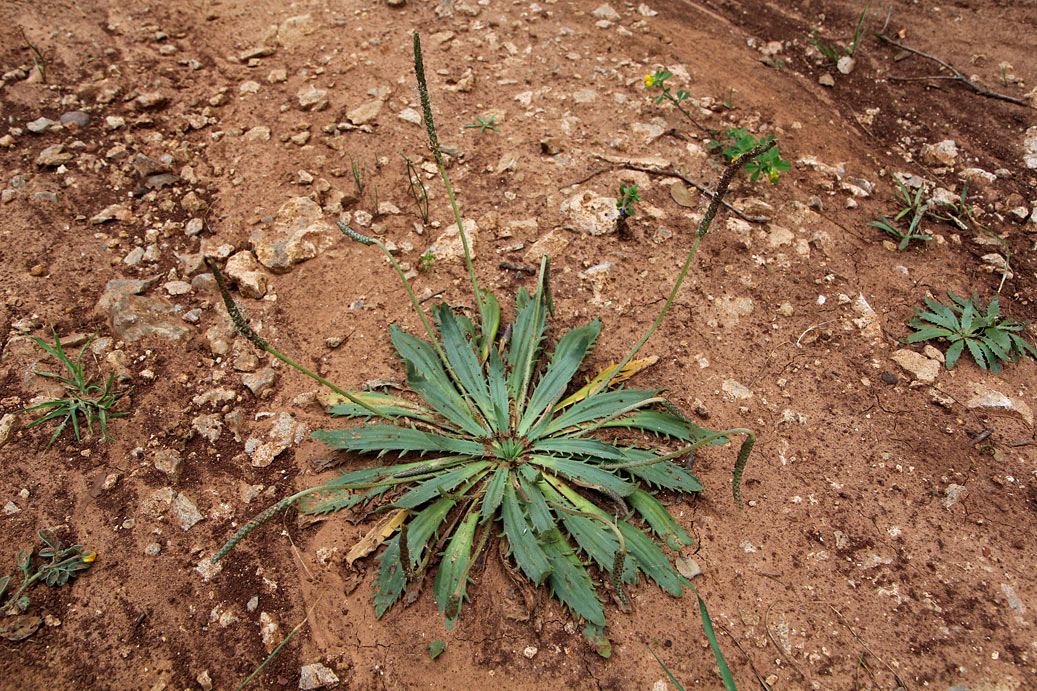 Image of Plantago serraria specimen.