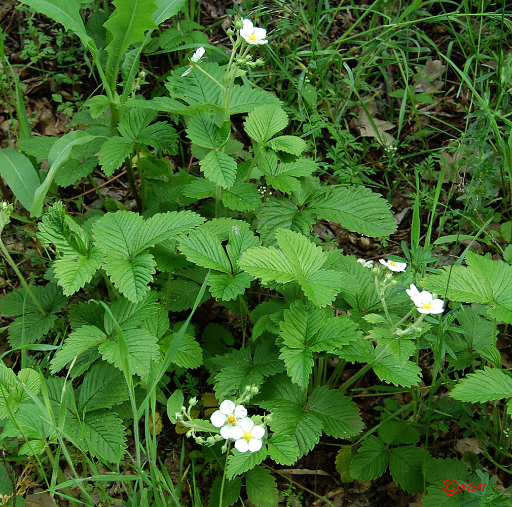 Изображение особи Fragaria moschata.