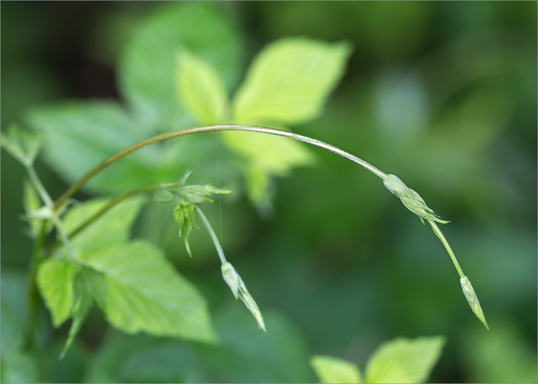 Изображение особи Humulus lupulus.