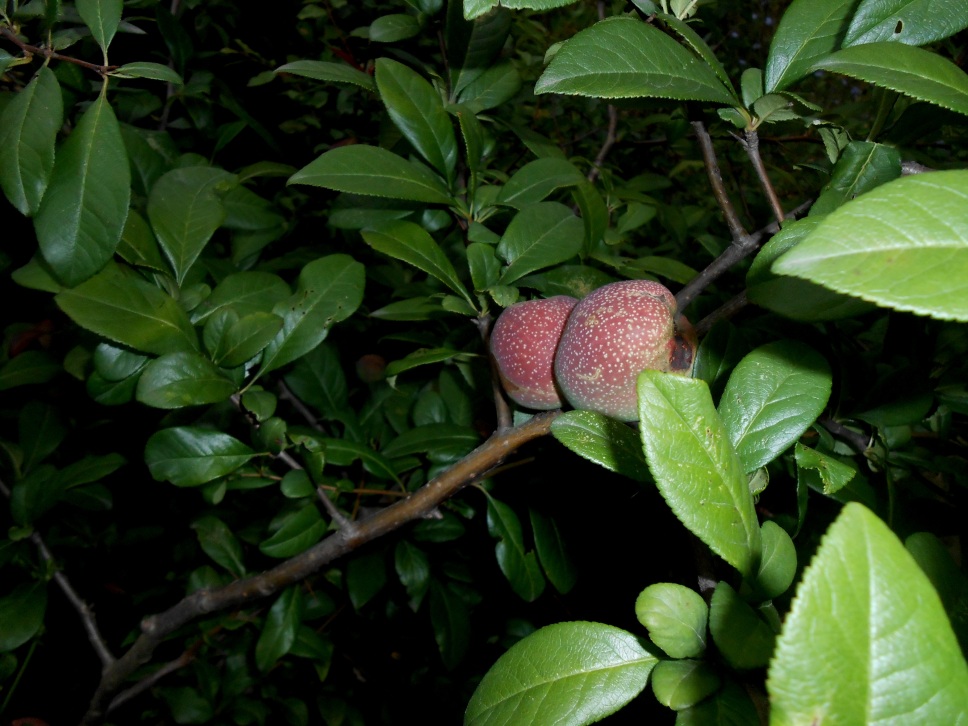 Image of genus Chaenomeles specimen.