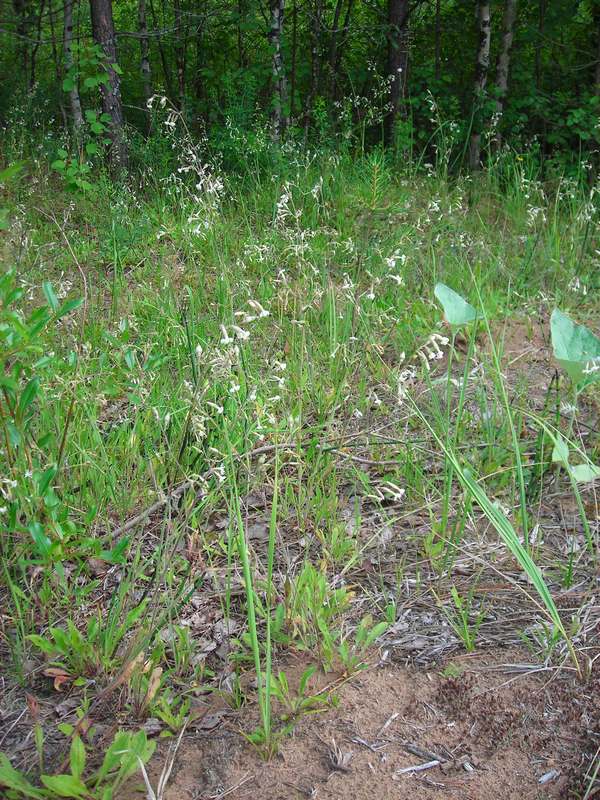 Image of Silene nutans specimen.