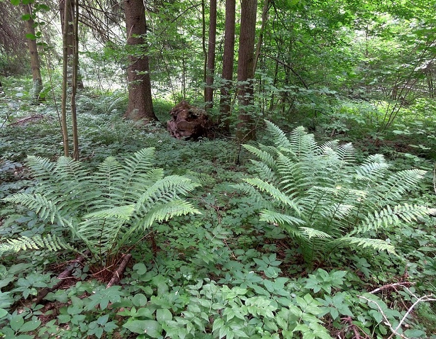 Изображение особи Dryopteris filix-mas.