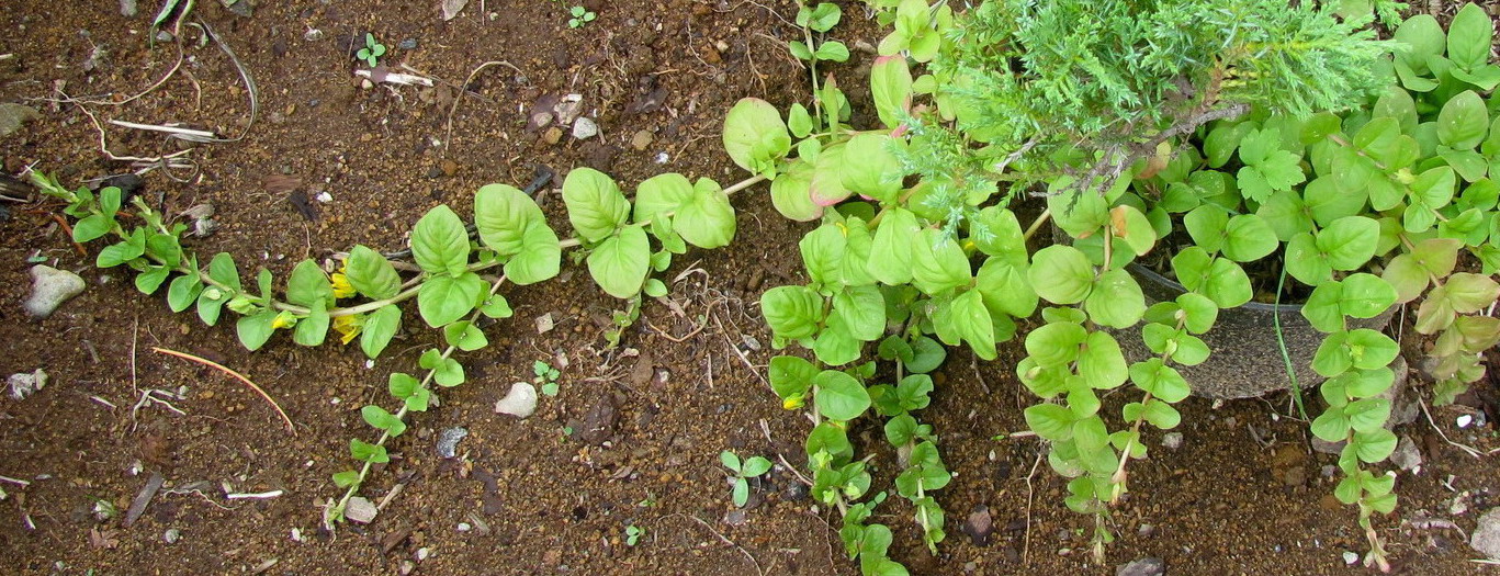 Изображение особи Lysimachia nummularia.