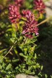 genus Thymus. Верхушка растения с соцветием. Черногория, нац. парк Ловчен. 18.07.2014.