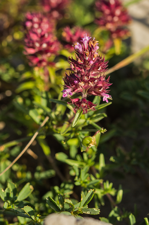 Изображение особи род Thymus.