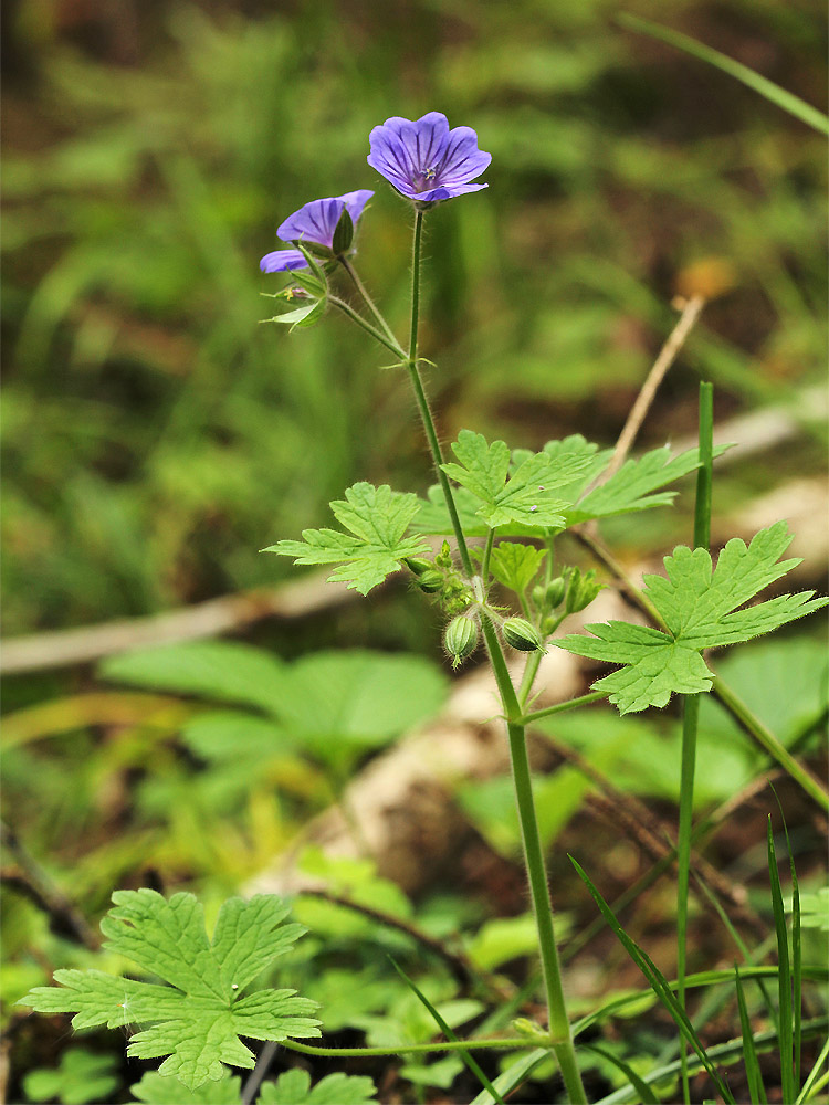 Image of Geranium bohemicum specimen.