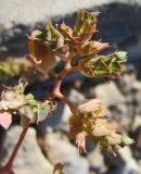 Euphorbia falcata