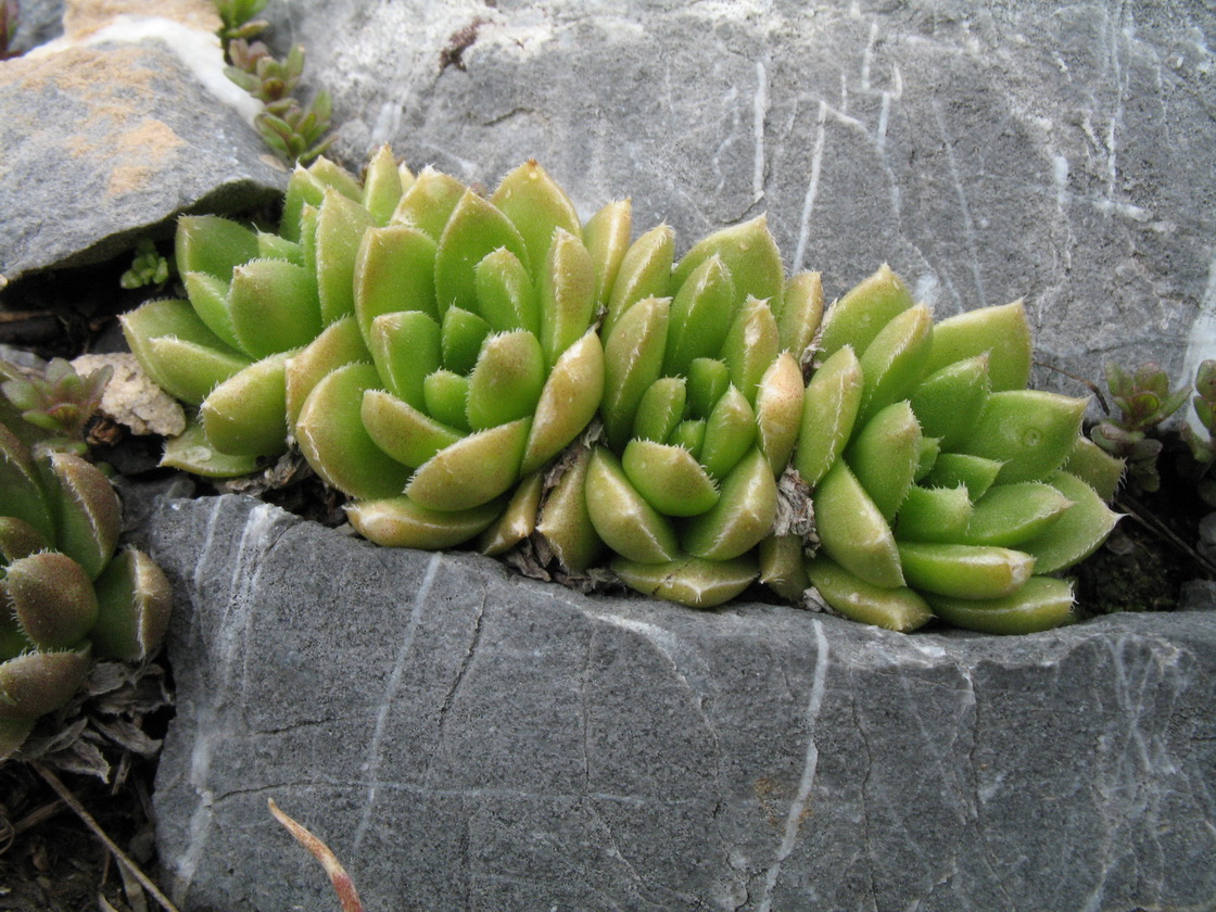 Изображение особи Rosularia alpestris.