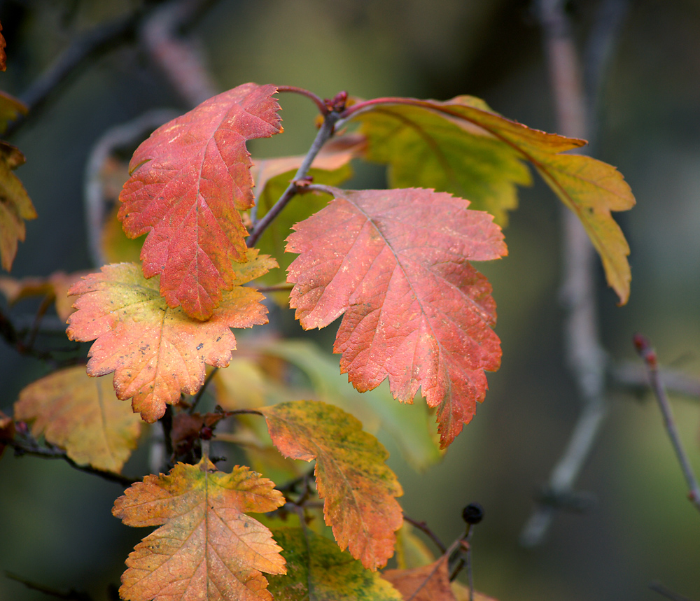 Image of genus Crataegus specimen.