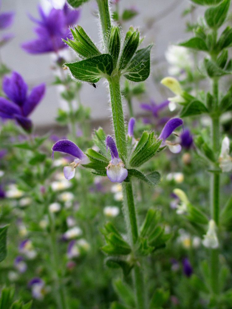 Image of Salvia viridis specimen.