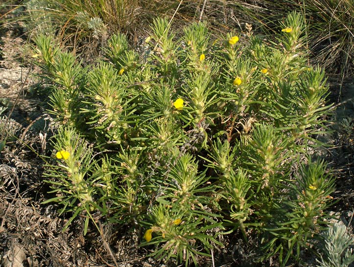 Image of Ajuga glabra specimen.