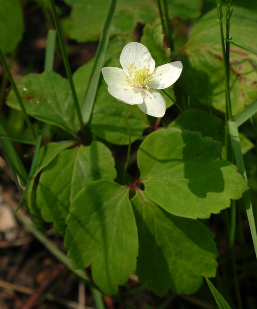 Image of Anemone udensis specimen.