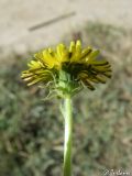 genus Taraxacum