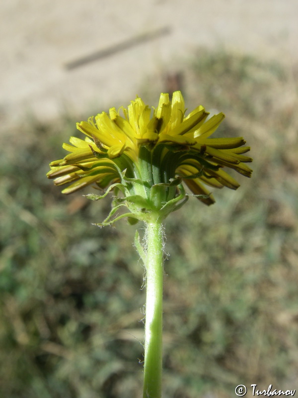 Image of genus Taraxacum specimen.