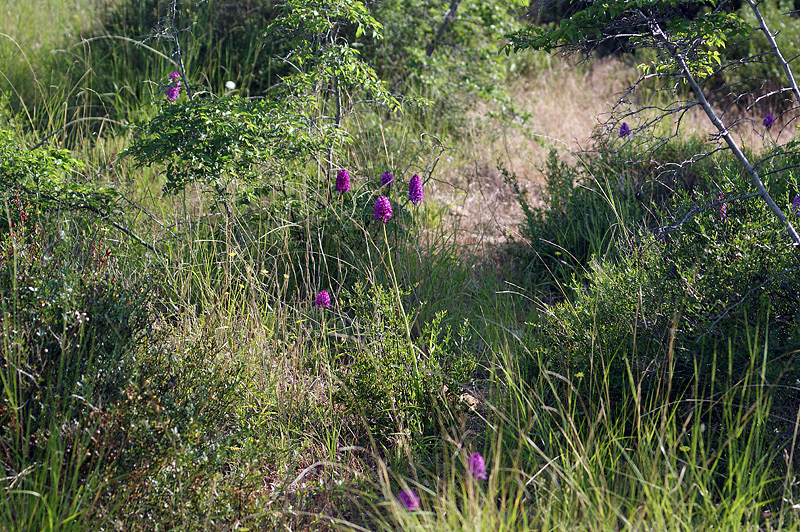 Image of Anacamptis pyramidalis specimen.