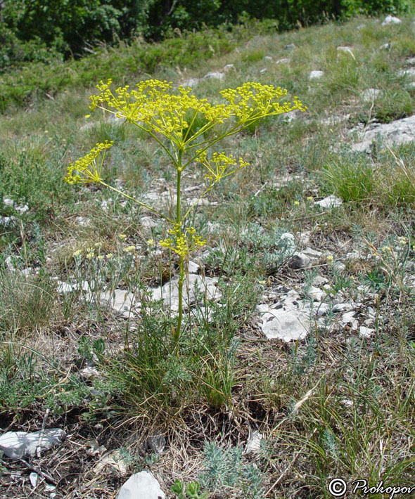 Image of Ferulago galbanifera var. brachyloba specimen.