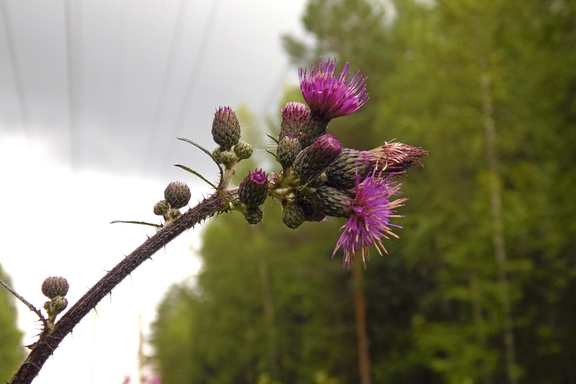 Image of Cirsium palustre specimen.