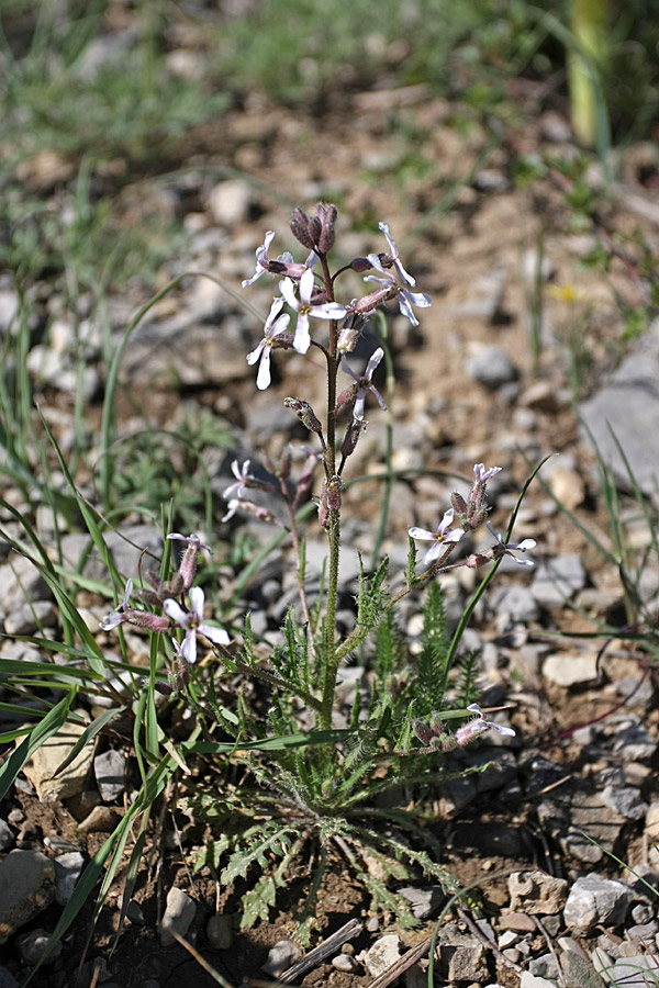 Image of genus Parrya specimen.