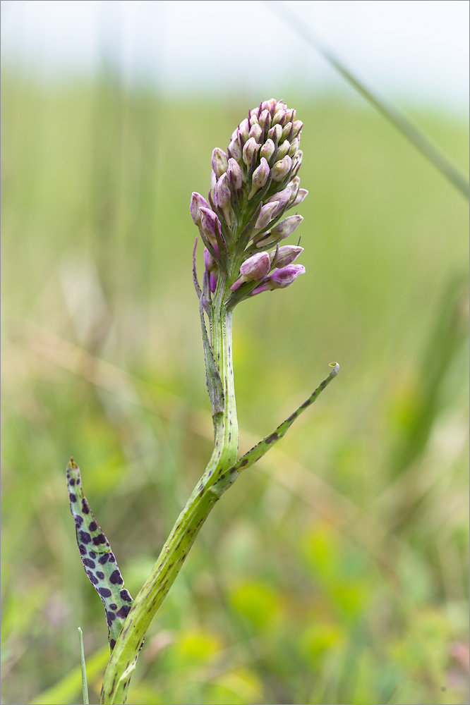 Image of Dactylorhiza psychrophila specimen.