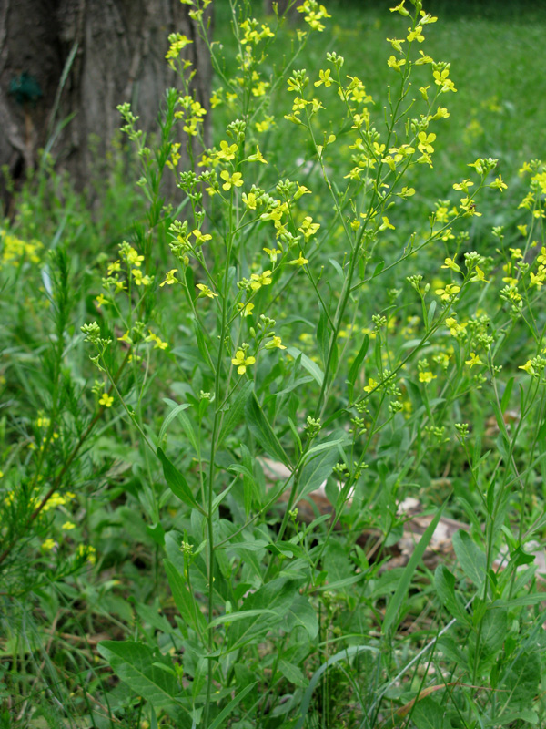 Image of Sisymbrium volgense specimen.