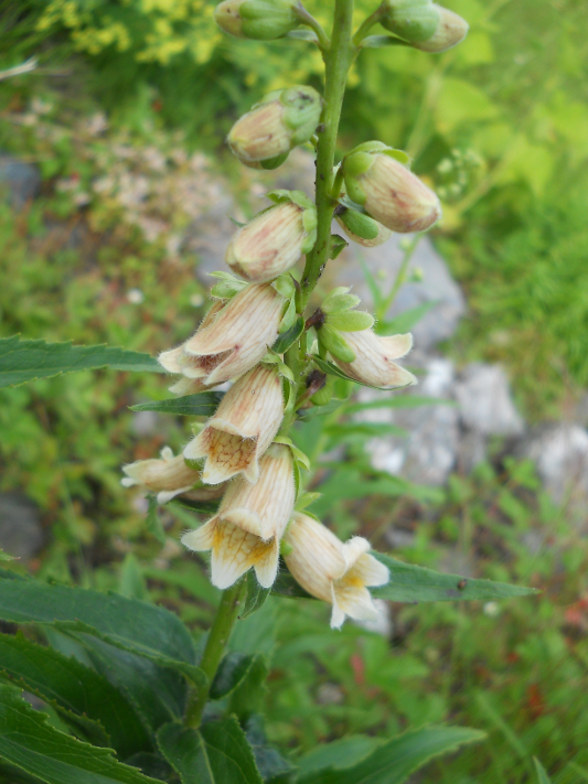 Изображение особи Digitalis ciliata.