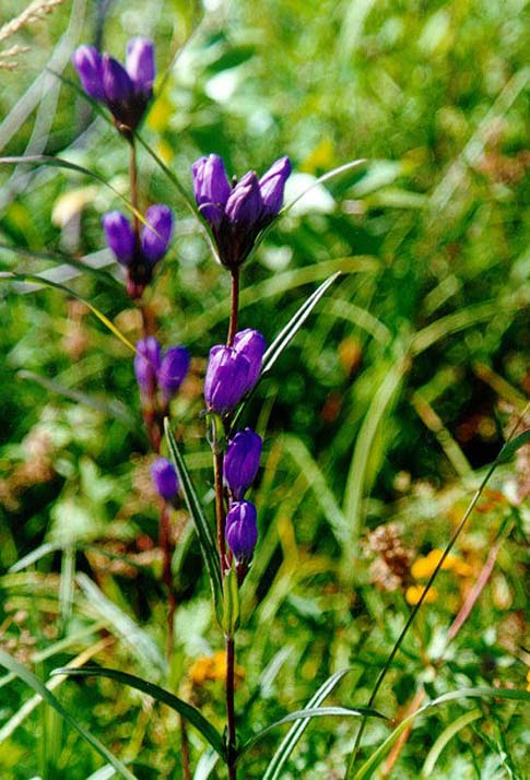 Изображение особи Gentiana triflora.