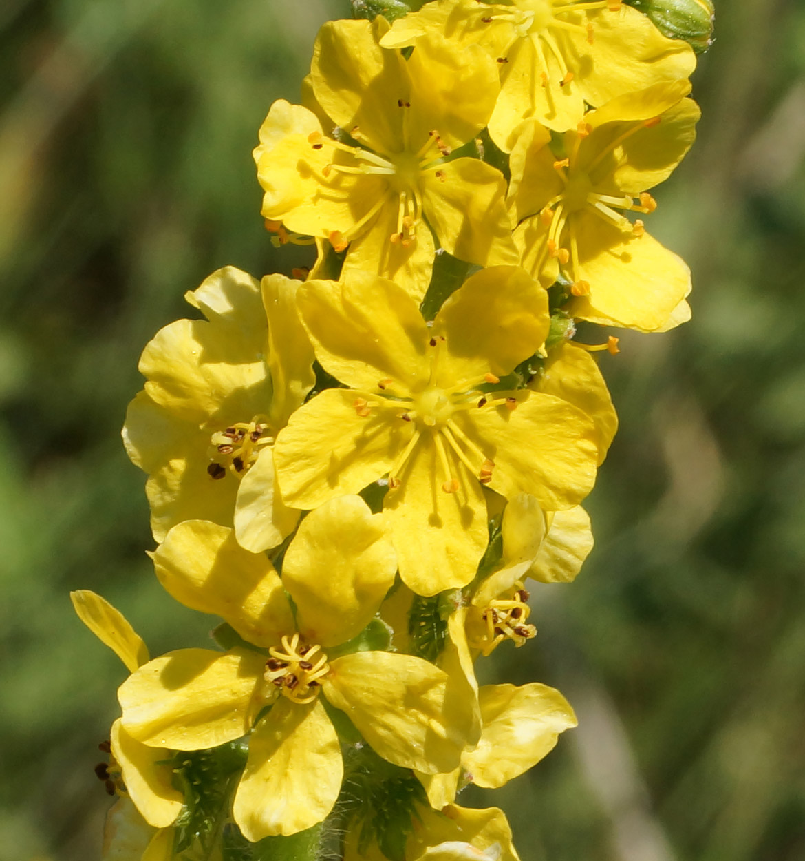 Изображение особи Agrimonia asiatica.