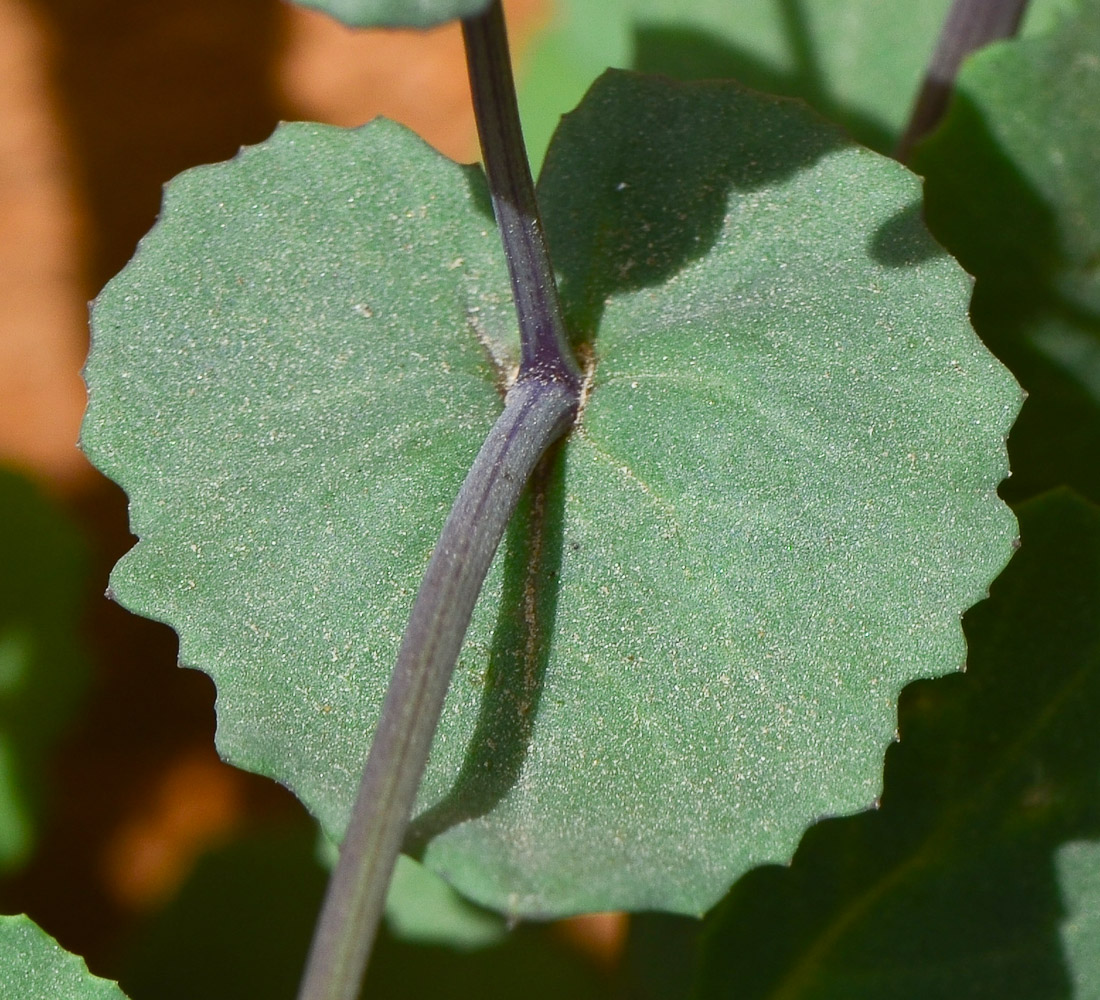 Image of Senecio flavus specimen.