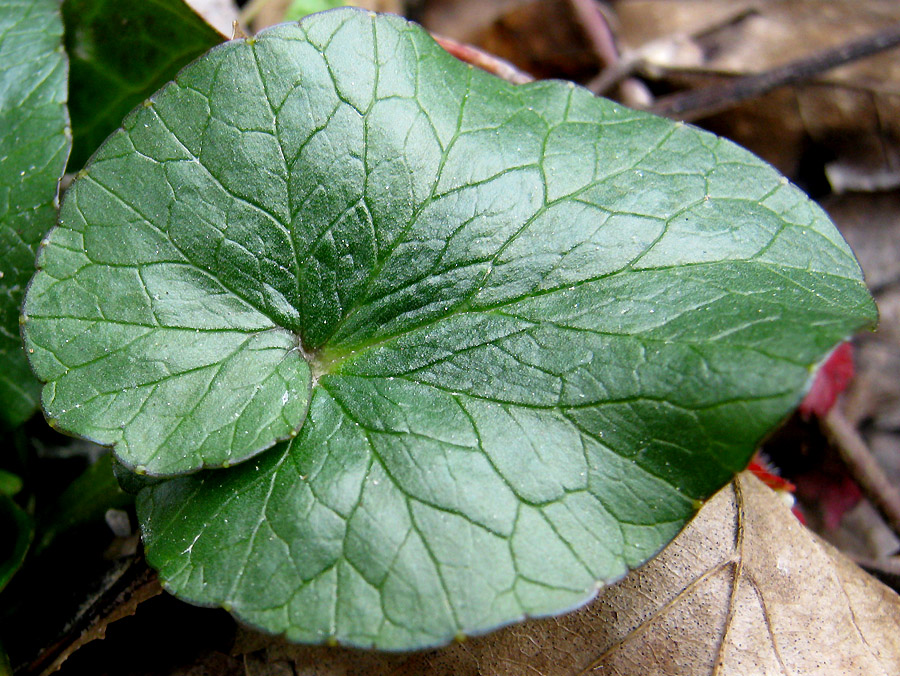 Изображение особи Ficaria calthifolia.