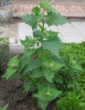 Atriplex sagittata