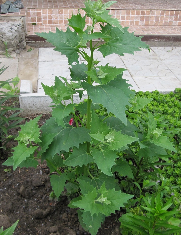 Image of Atriplex sagittata specimen.