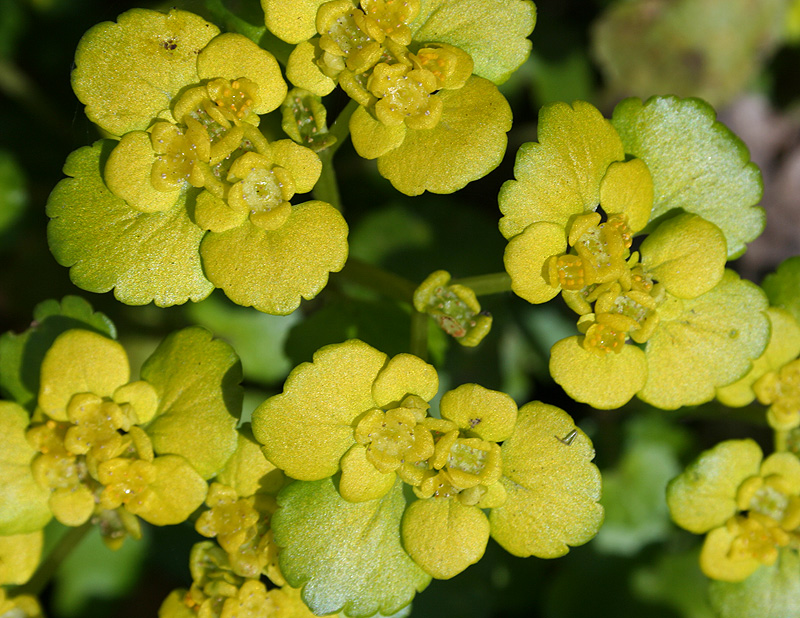 Изображение особи Chrysosplenium alternifolium.