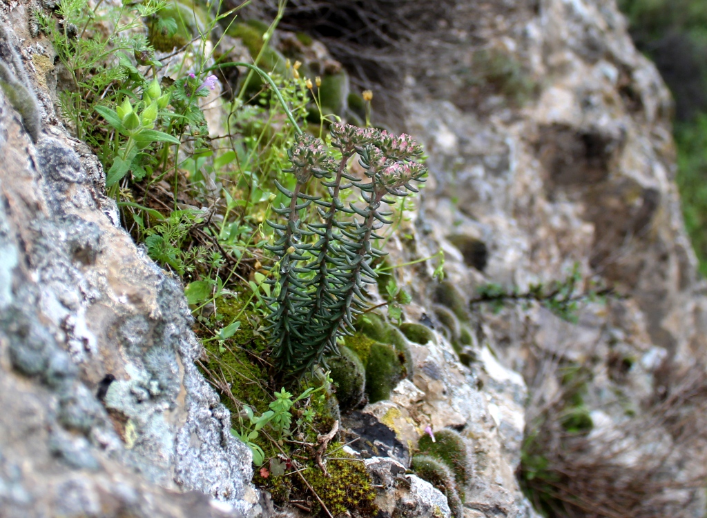 Image of Pseudosedum multicaule specimen.